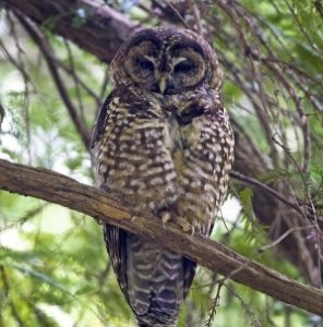 the northern spotted owl
